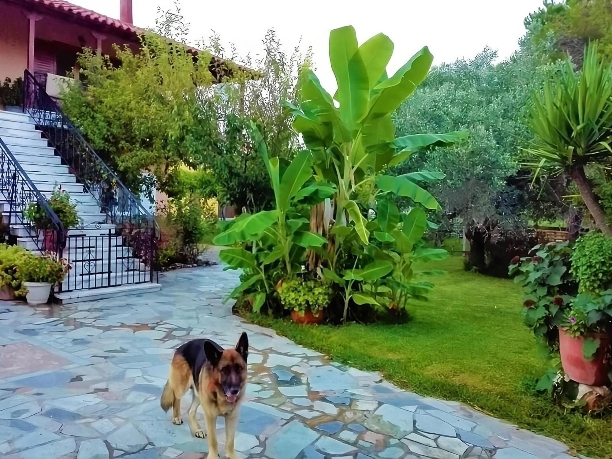 House,with Big Garden & Lawn Apartment Amaliada